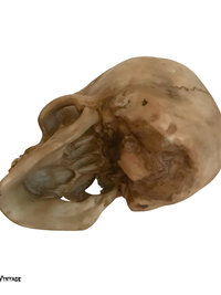 Spooky Human Skull Replica - Halloween Décor