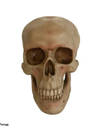 Spooky Human Skull Replica - Halloween Décor
