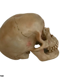 Spooky Human Skull Replica - Halloween Décor