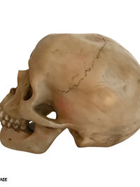 Spooky Human Skull Replica - Halloween Décor