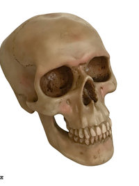 Spooky Human Skull Replica - Halloween Décor