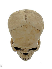 Spooky Human Skull Replica - Halloween Décor