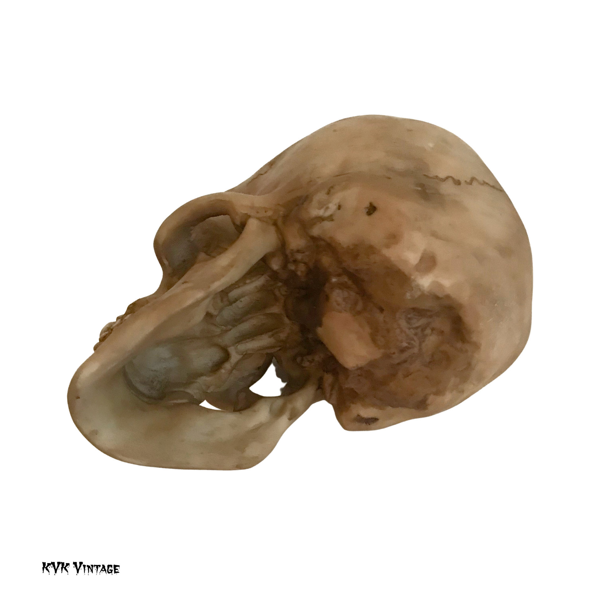 Spooky Human Skull Replica - Halloween Décor