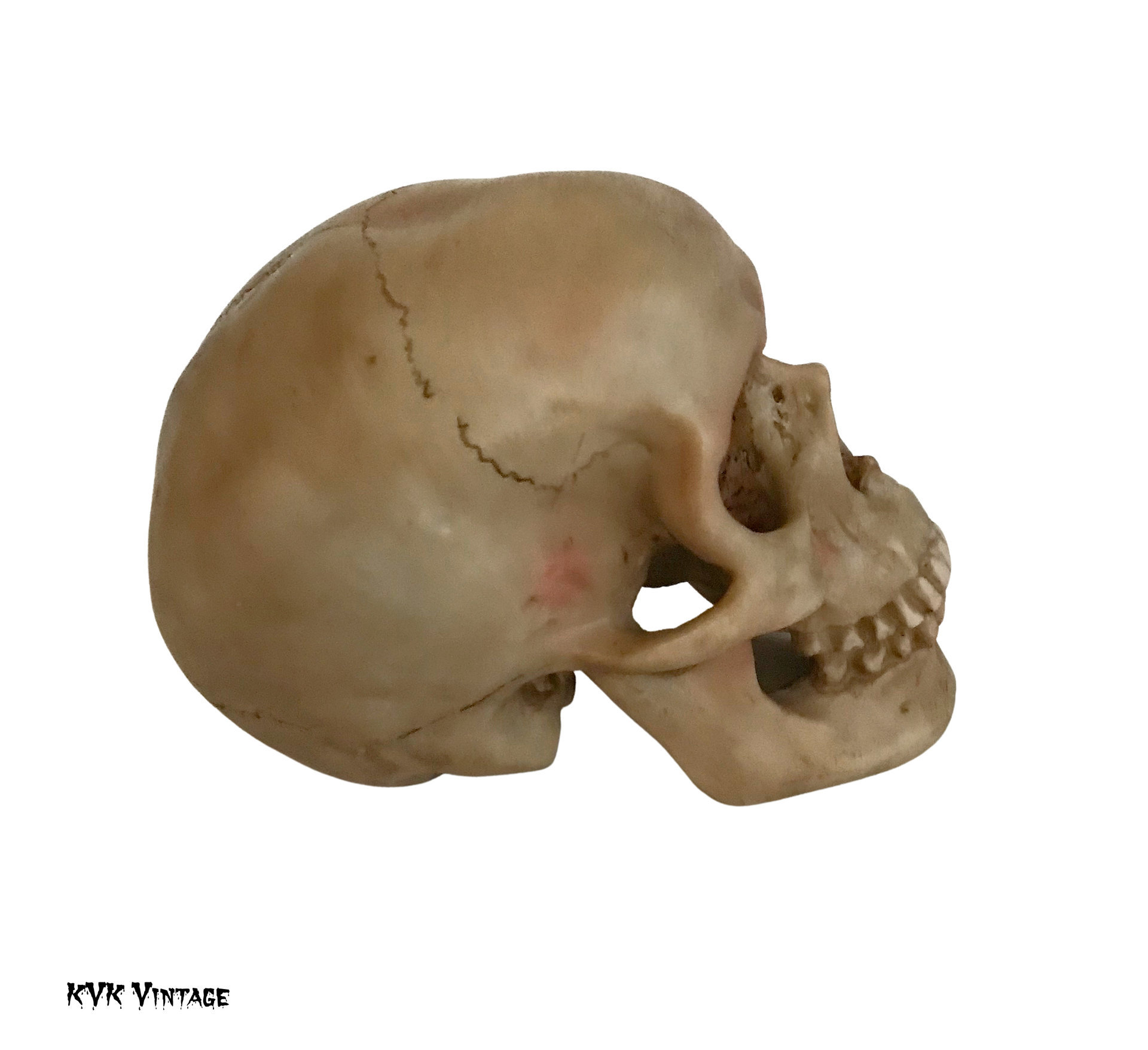 Spooky Human Skull Replica - Halloween Décor
