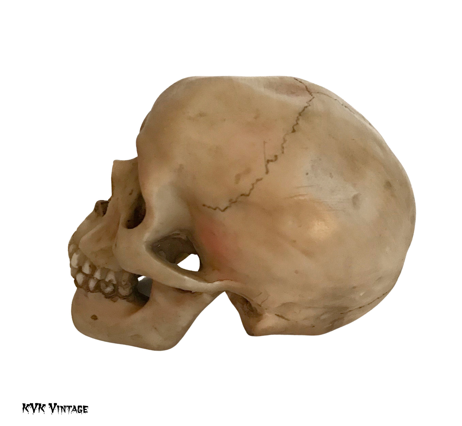 Spooky Human Skull Replica - Halloween Décor