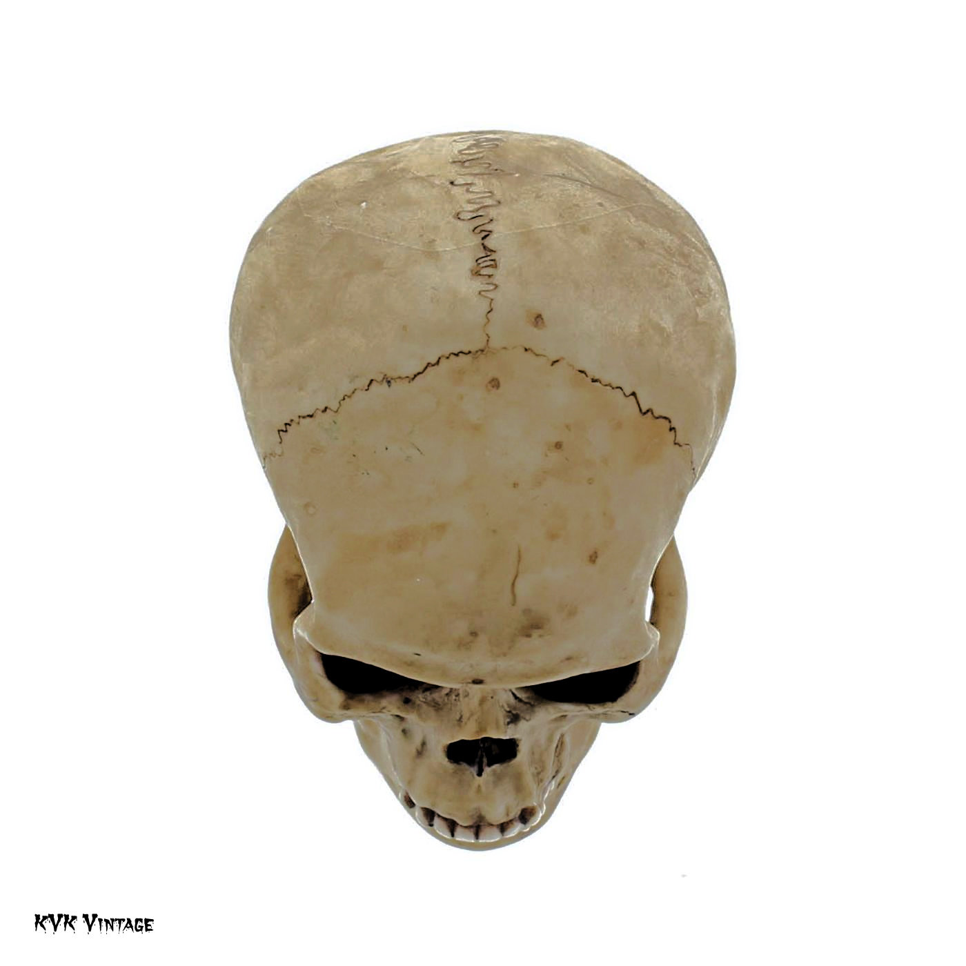 Spooky Human Skull Replica - Halloween Décor